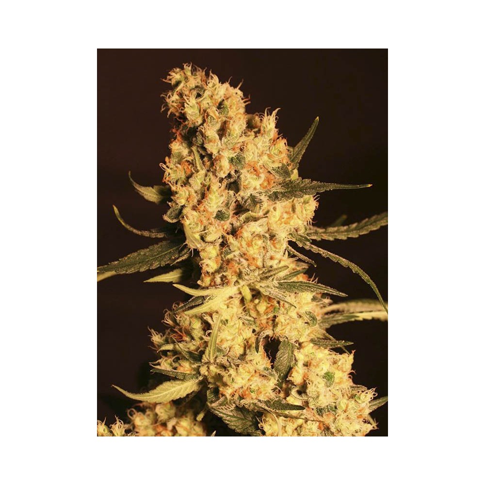 Jamaican Dream Fem x100 - Semillas Feminizadas | Eva Seeds