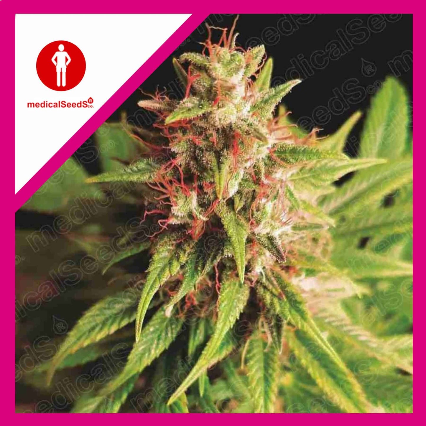 RED CROSS CBD FEM X3+2-MEDICAL SEEDS