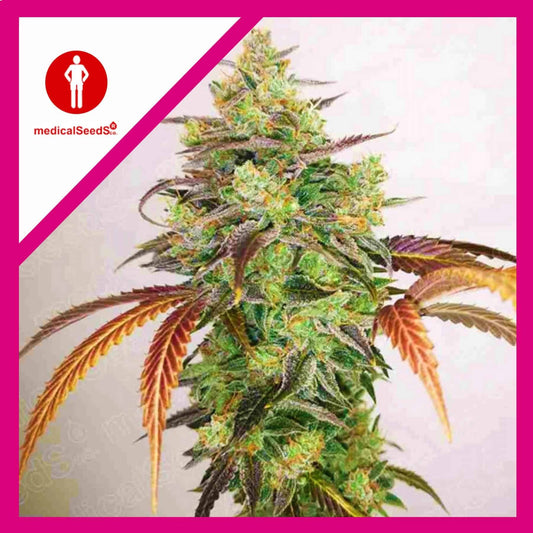 Y GRIEGA CBD 2.0 FEM X3+2-MEDICAL SEEDS