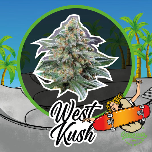 WEST KUSH AUTO X2-DELIRIUM SEEDS