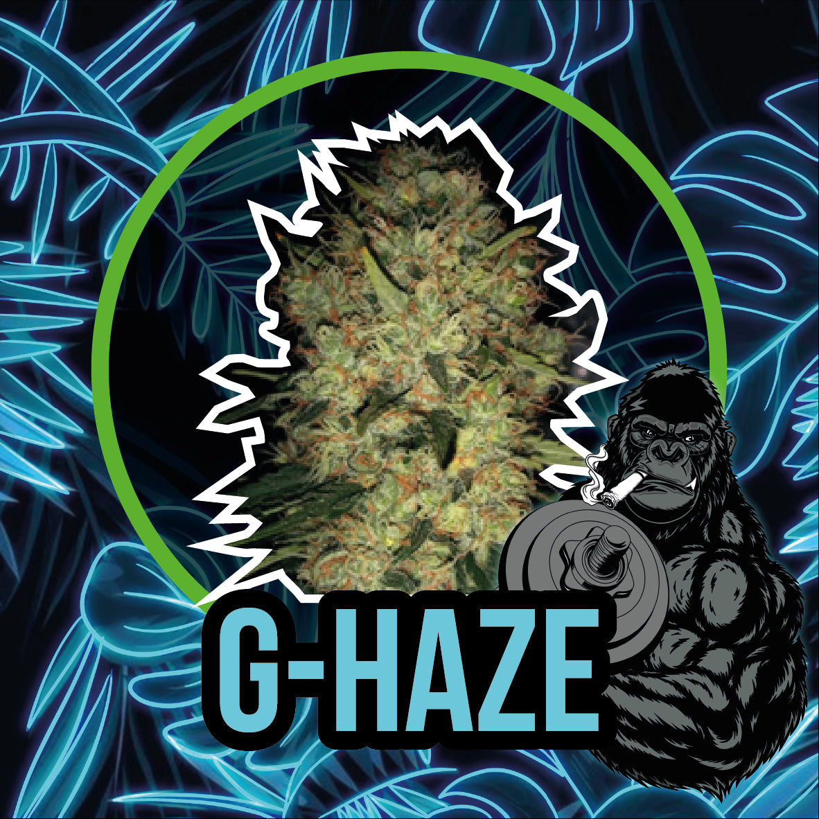 GORILLA HAZE FAST VERSION X1-DELIRIUM SEEDS