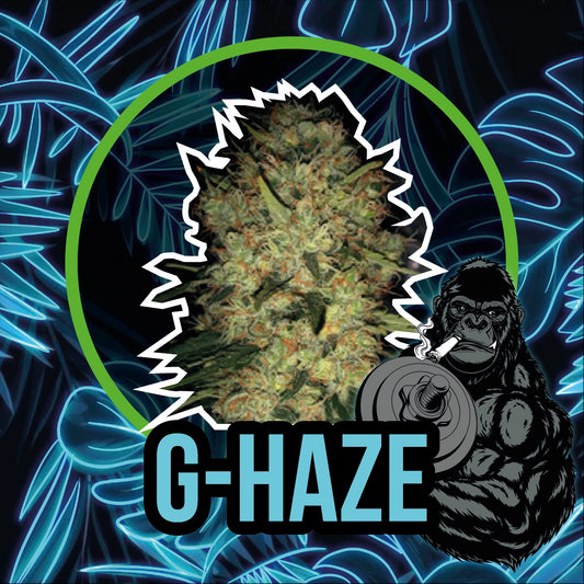 GORILLA HAZE FAST VERSION X1-DELIRIUM SEEDS