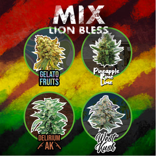 MIX LION BLESS FEM X8-DELIRIUM SEEDS