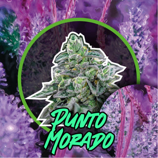 PUNTO MORADO AUTO X4-DELIRIUM SEEDS