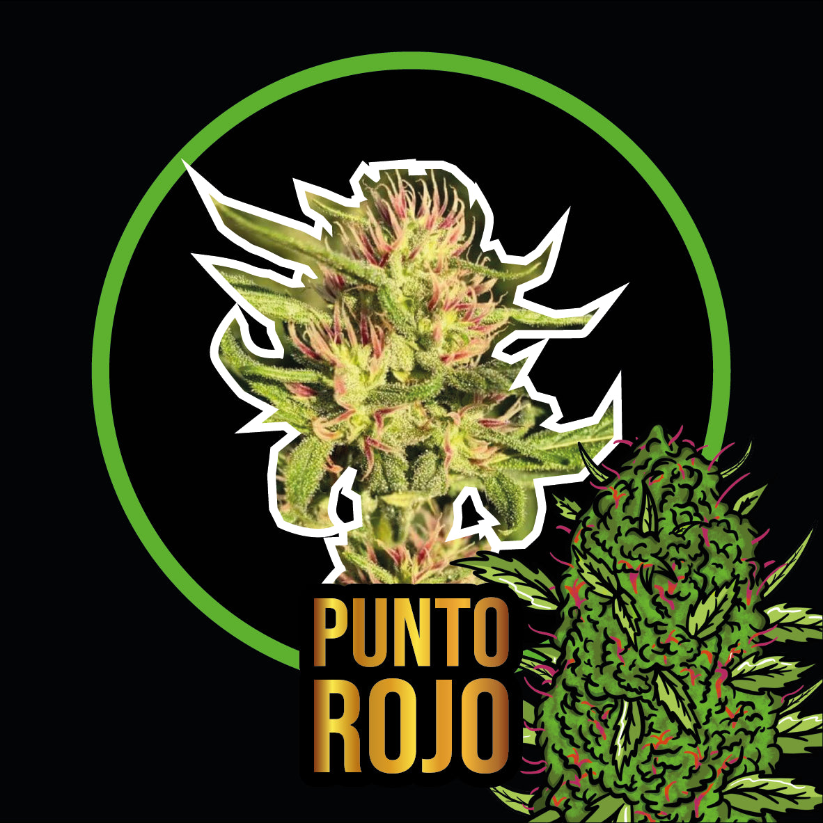 PUNTO ROJO AUTO X1-DELIRIUM SEEDS