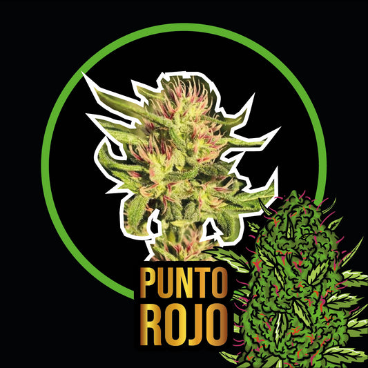 PUNTO ROJO FAST VERSION X2-DELIRIUM SEEDS