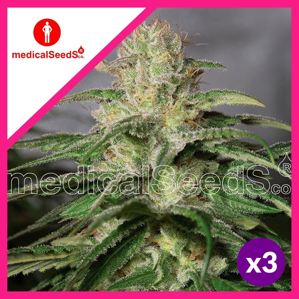 OG KUSH CBD FEM X3+2-MEDICAL SEEDS