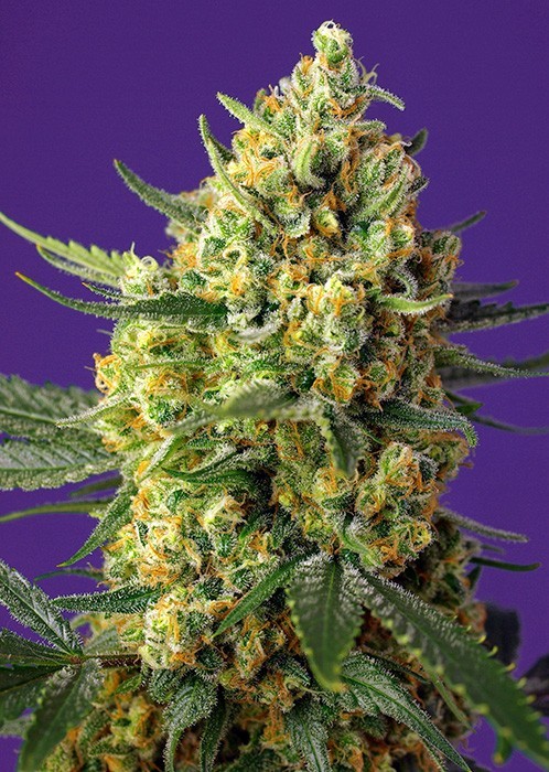 CRYSTAL CANDY FEM X25-SWEET SEEDS