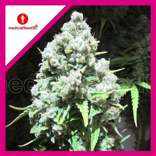 MALAKOFF FEM X3+2-MEDICAL SEEDS