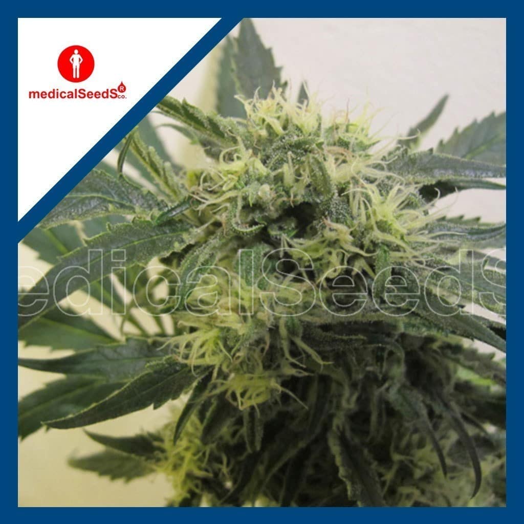 Y GRIEGA CBD FEM X3+2-MEDICAL SEEDS