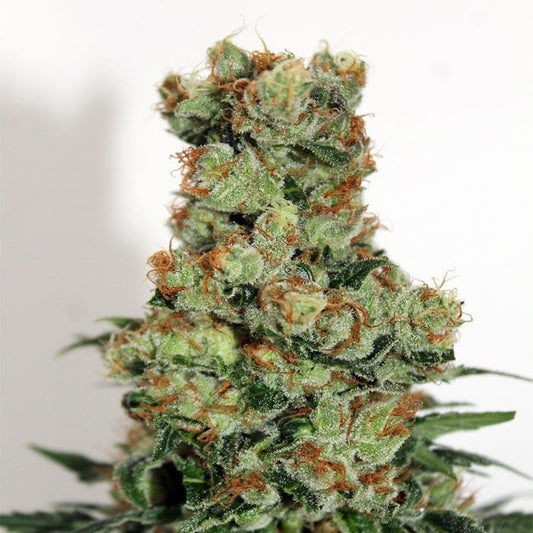 Ripper Badazz Fem x3 - Semillas Feminizadas Indica | Ripper Seeds