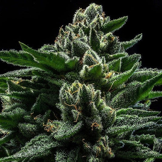 DO-G x3 Fem - Semillas Feminizadas | Ripper Seeds