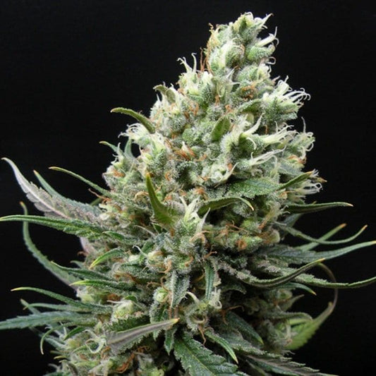 Ripper Haze Fem x3 - Semillas Feminizadas Sativa | Ripper Seeds