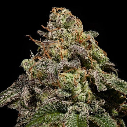 OMG x3 - Semillas Feminizadas Potentes | Ripper Seeds