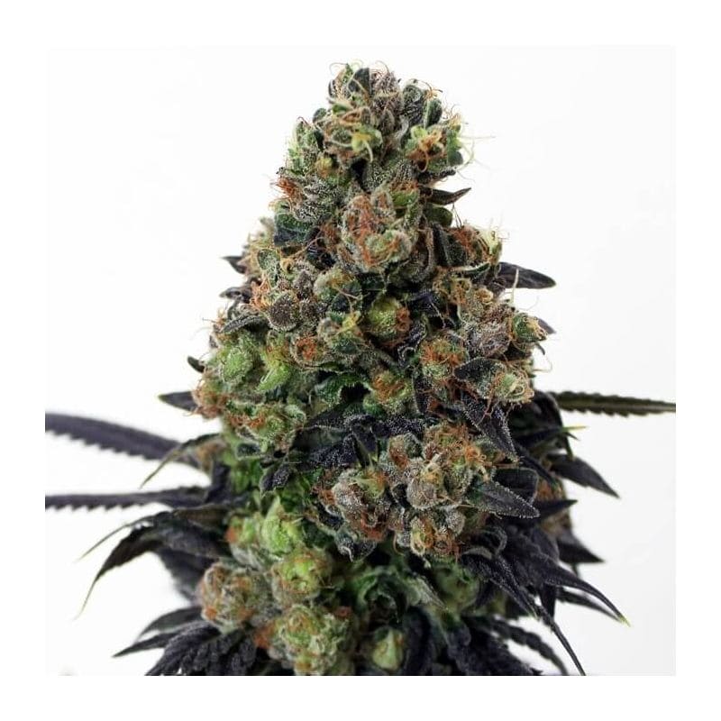 Acid Dough Fem x3 - Semillas Feminizadas Sativa | Ripper Seeds - Market Grow