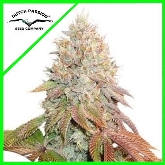 AUTO BANANA BLAZE X100 - DUTCH PASSION - Market Grow