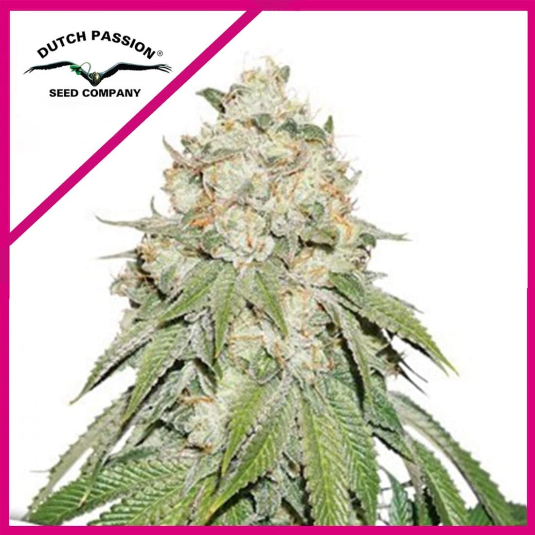 BANANA BLAZE FEM X100 - DUTCH PASSION - Market Grow