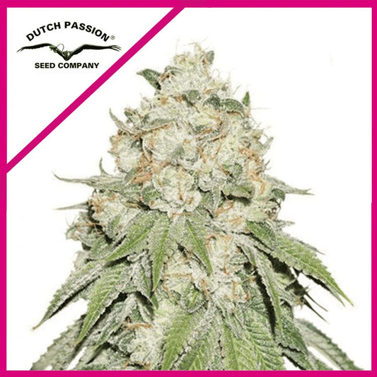 BANANA BLAZE FEM X3 - DUTCH PASSION - Market Grow