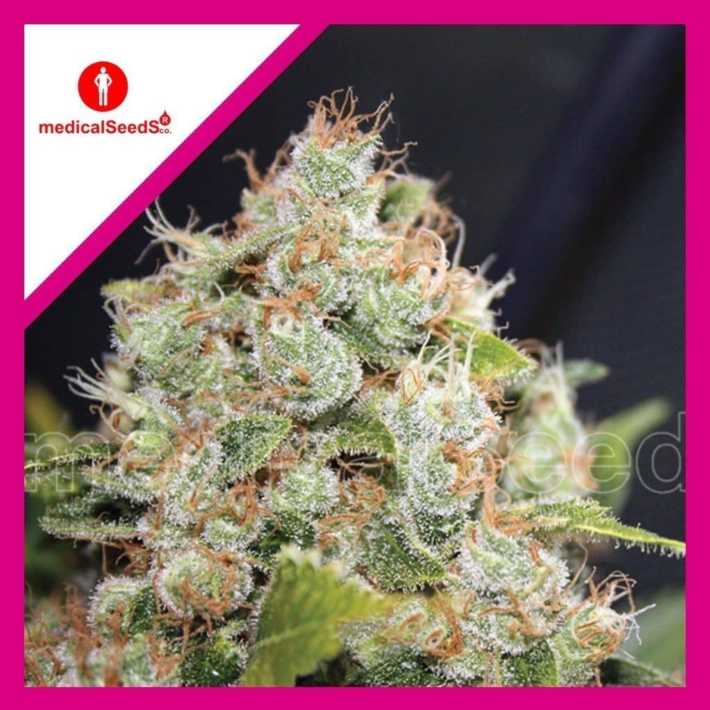 BCN SOUR DIESEL FEM X3+2 - MEDICAL SEEDS - Market Grow