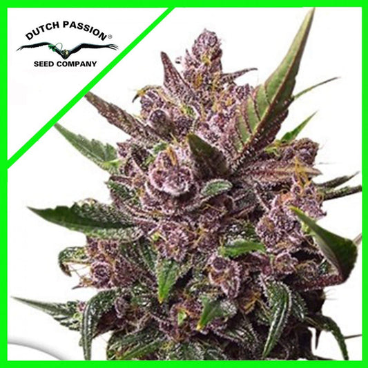 BLACKBERRY KUSH AUTO X7 - DUTCH PASSION - Market Grow