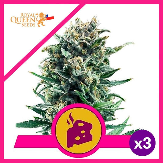 BLUE CHEESE FEM X3-ROYAL QUEEN SEEDS