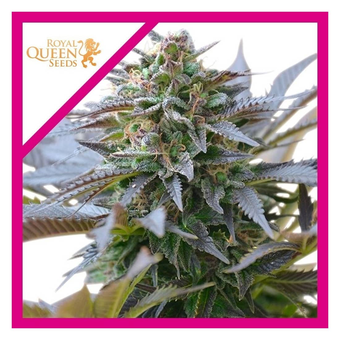 BLUE MISTIC FEM X1 - ROYAL QUEEN SEEDS - Market Grow