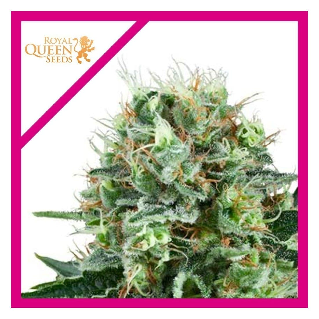 BUBBLE KUSH FEM X3 - ROYAL QUEEN SEEDS - Market Grow