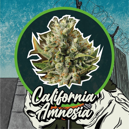 CALIFORNIA AMNESIA FEM X2 - DELIRIUM SEEDS - Market Grow