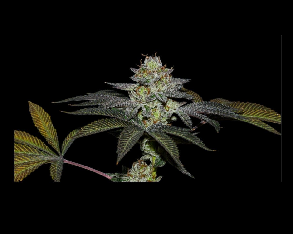 COCO NUTTY X FRUITY PEBBLES OG X25 - SECRET FILE - Market Grow