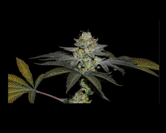 COCO NUTTY X FRUITY PEBBLES OG X25 - SECRET FILE - Market Grow