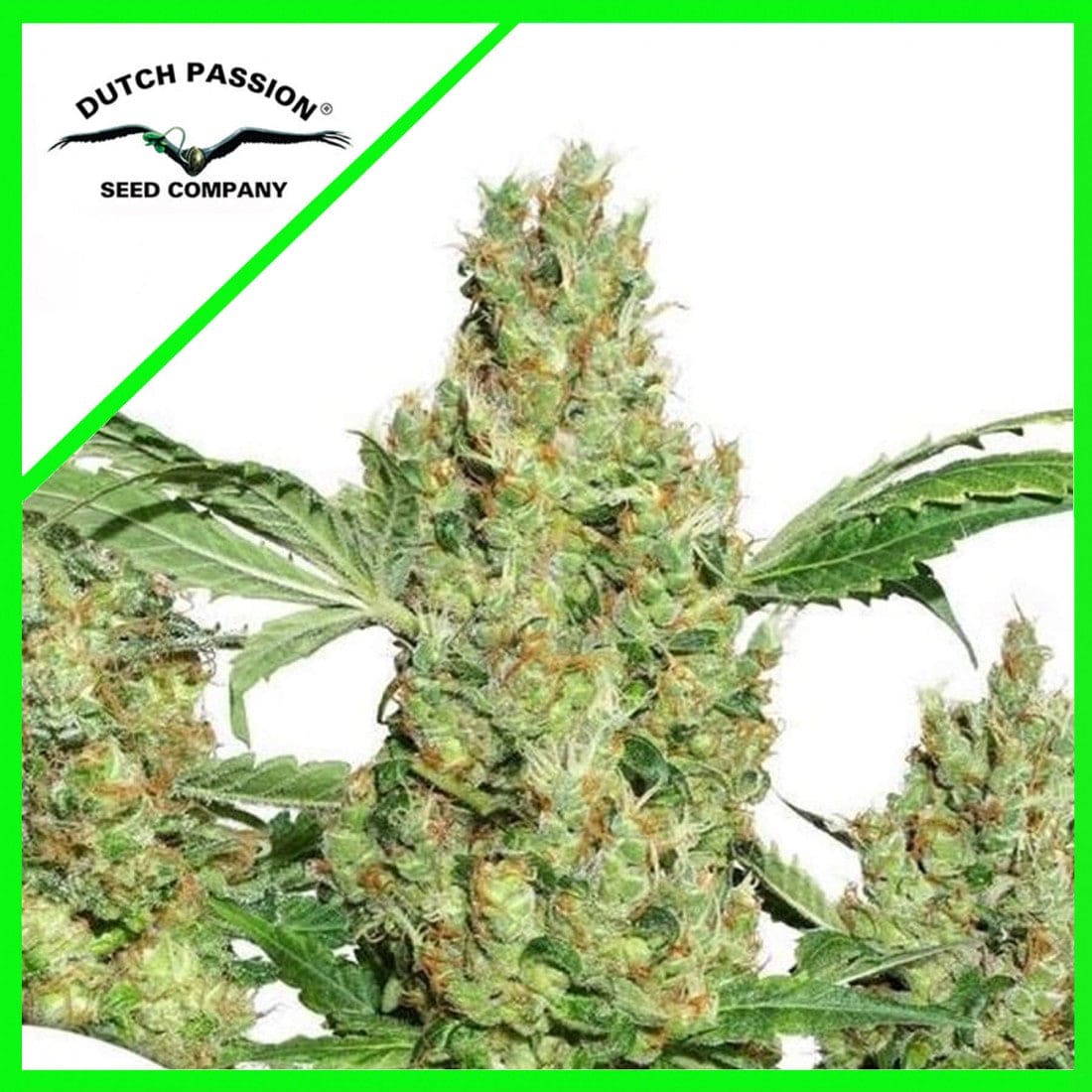 POWER PLANT AUTO X3-DUTCH PASSION