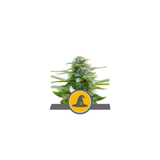 EXOTIC WITCH REG. X10-ROYAL QUEEN SEEDS