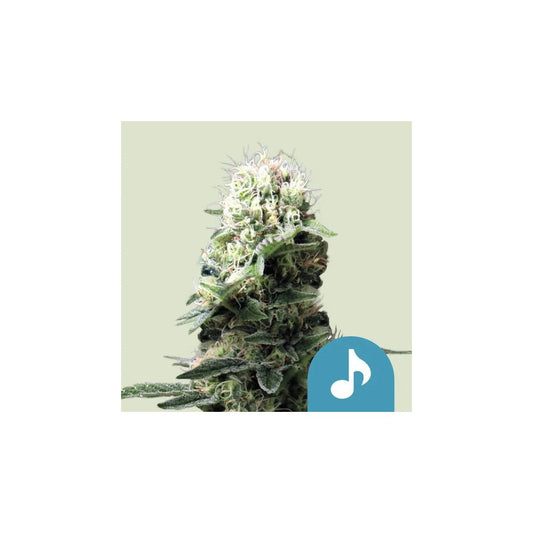 FAST EDDY CBD AUTO X1-ROYAL QUEEN SEEDS