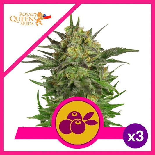 HAZE BERRY FEM X3-ROYAL QUEEN SEEDS