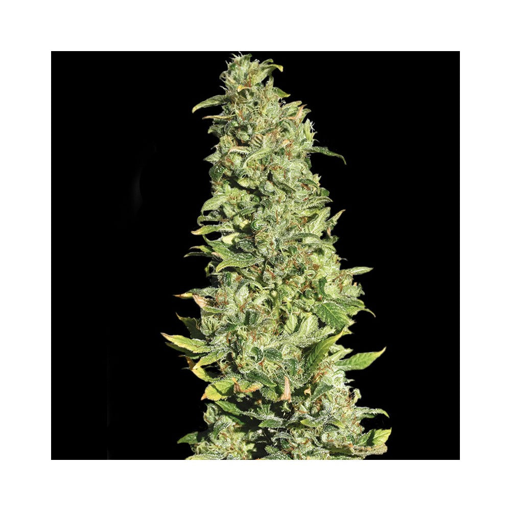 High Level Fem x3+1 - Semillas Feminizadas Efecto Sativa | Eva Seeds