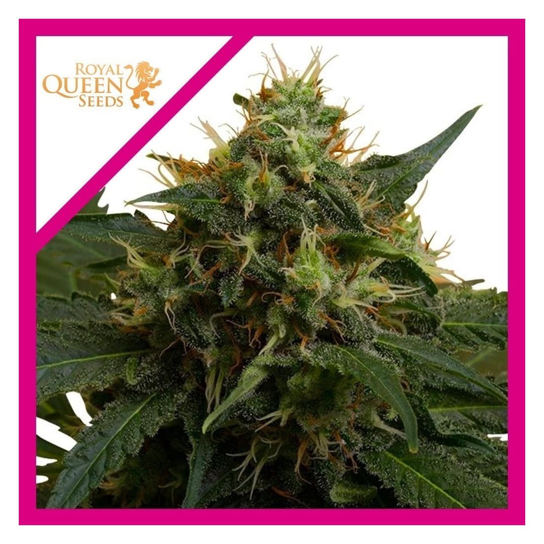 ICE FEM X3-ROYAL QUEEN SEEDS