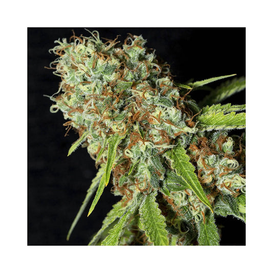 Jamaican Dream CBD Fem x3+1 - Semillas Feminizadas Enriquecidas con CBD | Eva Seeds