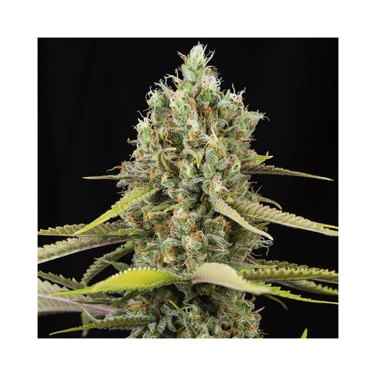 Lemon King Fem x3+1 - Semillas Feminizadas de Aroma Cítrico | Eva Seeds