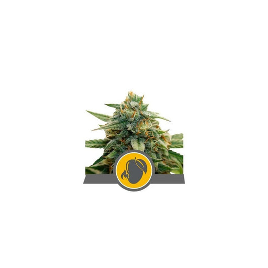 MANGO CRUNCH REG. X10-ROYAL QUEEN SEEDS