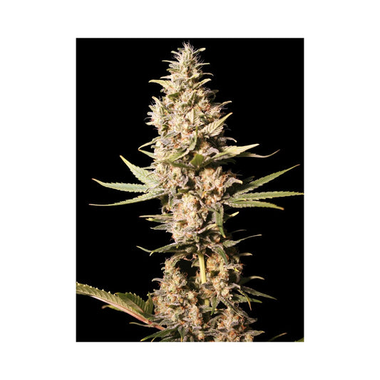 Missing in Barcelona Fem x3+1 - Semillas Feminizadas con Efecto Potente | Eva Seeds