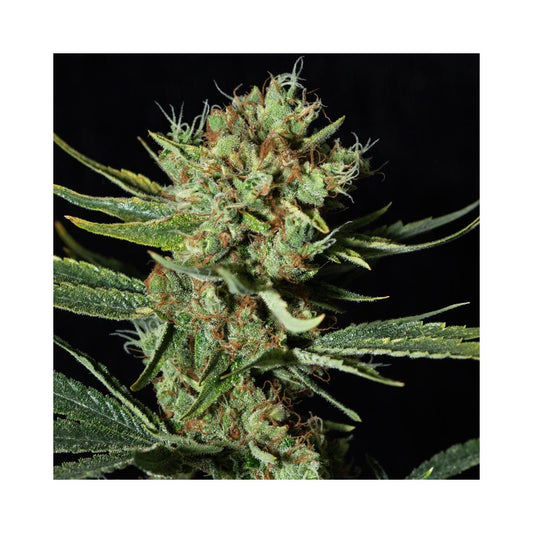 Only CBD Fem x3+1 - Semillas Feminizadas Ricas en CBD | Eva Seeds