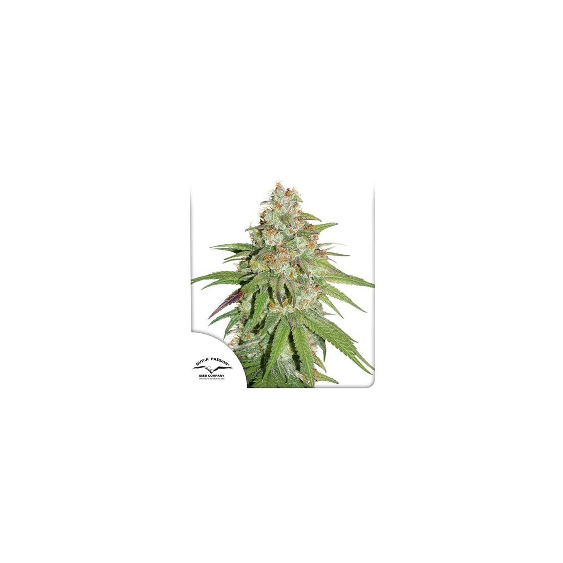 PROMOCIÓN 2X1 GLUEBERRY OG FEM X3-DUTCH PASSION