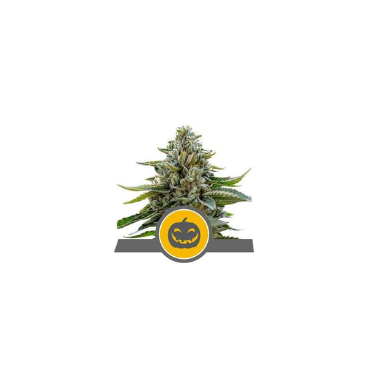 PUMPKIN KUSH REG. X10-ROYAL QUEEN SEEDS