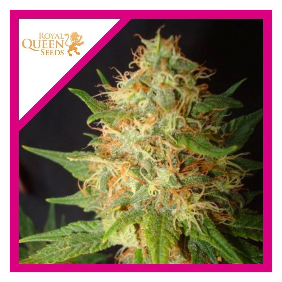 ROYAL CHEESE FAST FEM X3-ROYAL QUEEN SEEDS