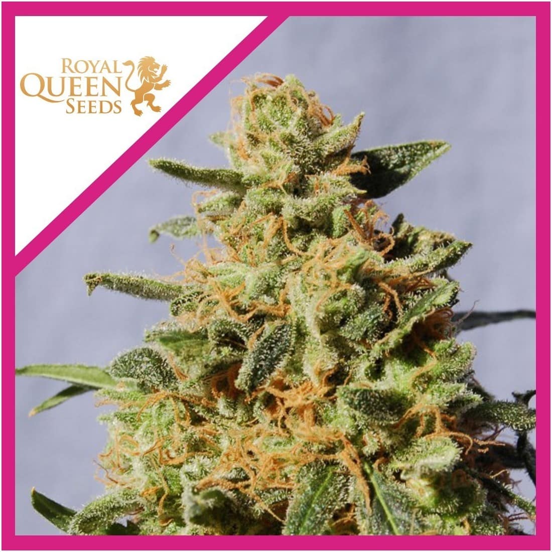 ROYAL DOMINA FEM X1-ROYAL QUEEN SEEDS