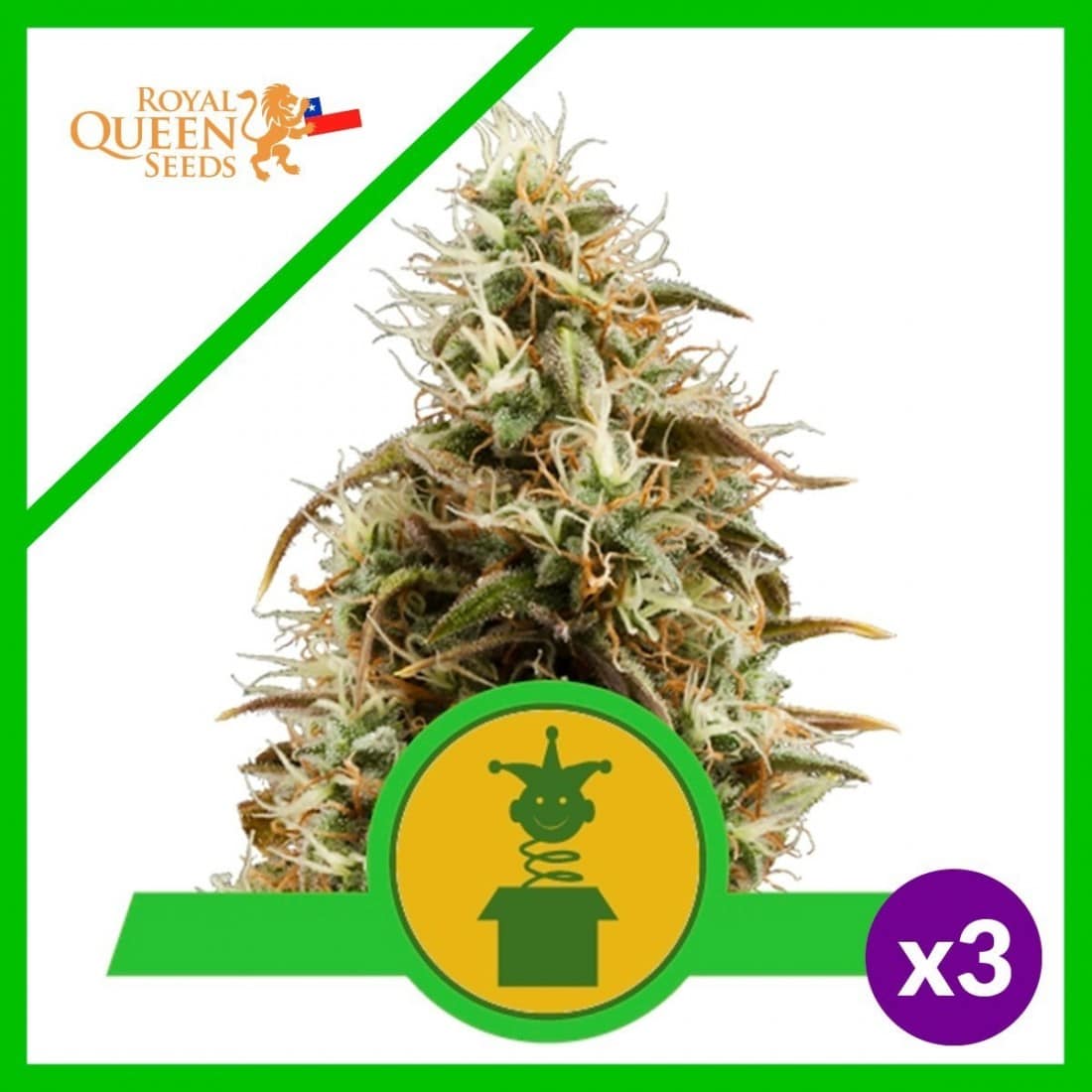 ROYAL JACK AUTO X3-ROYAL QUEEN SEEDS