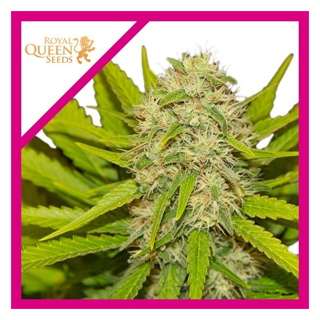 SKUNK XL FEM X1-ROYAL QUEEN SEEDS