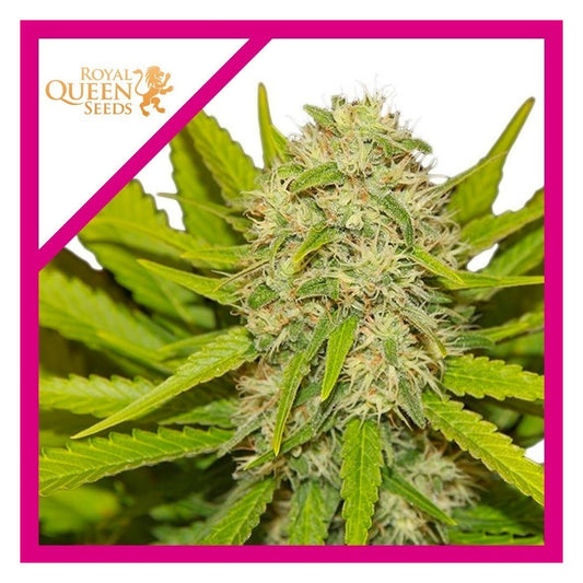 SKUNK XL FEM X1-ROYAL QUEEN SEEDS