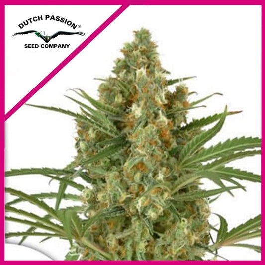 SNOW BUD FEM X3-DUTCH PASSION