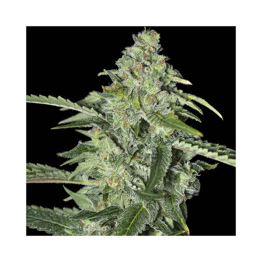 TNT Kush CBD Fem x3+1 - Semillas Feminizadas con Alto CBD | Eva Seeds